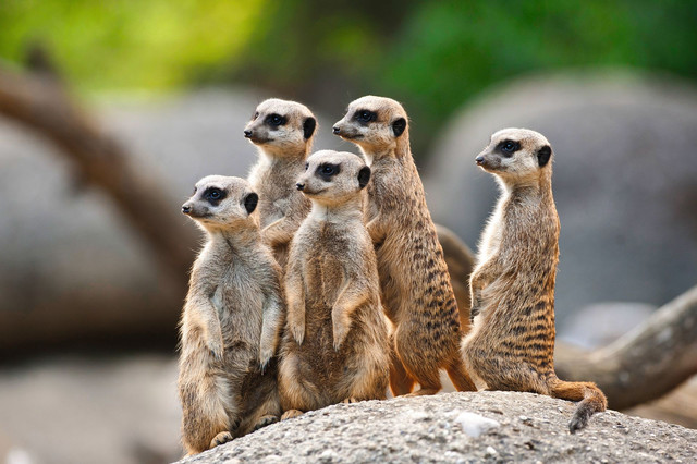 Erdmännchen Zoo Basel